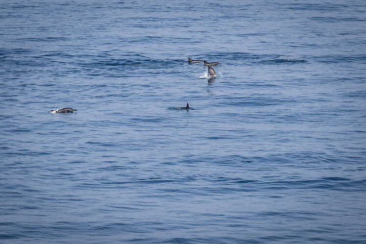همزیستی مسالمتآمیز صنعت نفت با آبزیان