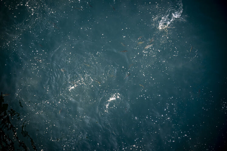 همزیستی مسالمتآمیز صنعت نفت با آبزیان