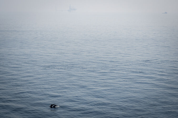 همزیستی مسالمتآمیز صنعت نفت با آبزیان