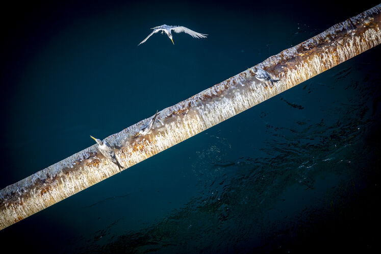 همزیستی مسالمتآمیز صنعت نفت با آبزیان