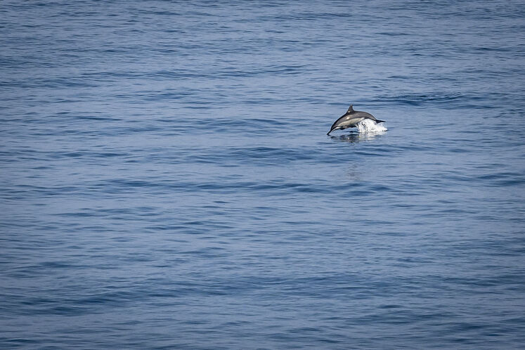 همزیستی مسالمتآمیز صنعت نفت با آبزیان