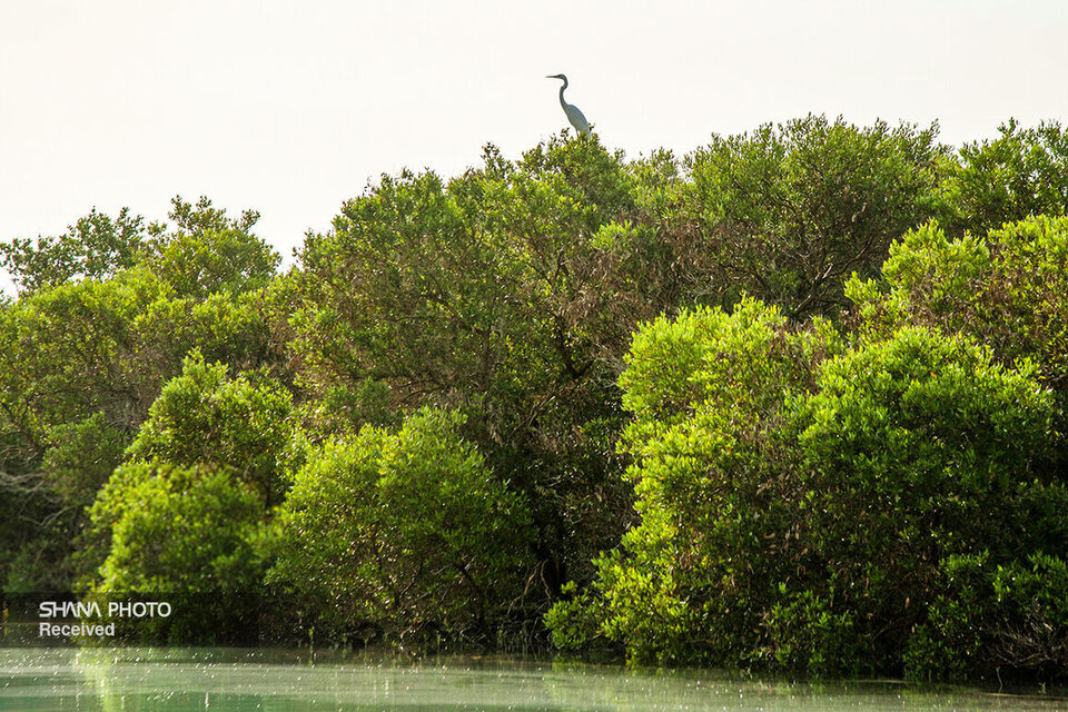 کاشت جنگلهای حرا در استان بوشهر با حمایت وزارت نفت کاشت جنگلهای حرا در استان بوشهر با حمایت وزارت نفت
