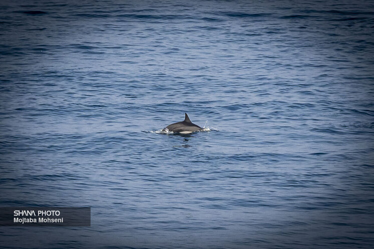همزیستی مسالمتآمیز صنعت نفت با آبزیان و پرندگان