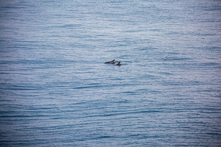 تعمیرات اساسی سکوی SPD11 پارس جنوبی