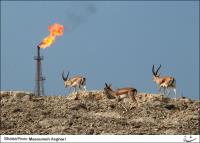 عزم جدی صنعت نفت ایران برای کاهش آلاینده‎های زیست محیطی