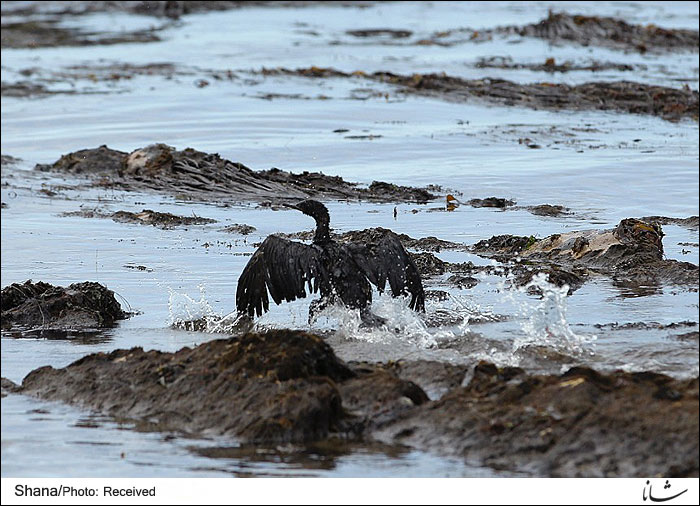 مرگ دهها پرنده و پستاندار دریایی در اثر نشت نفت از خط لوله کالیفرنیا